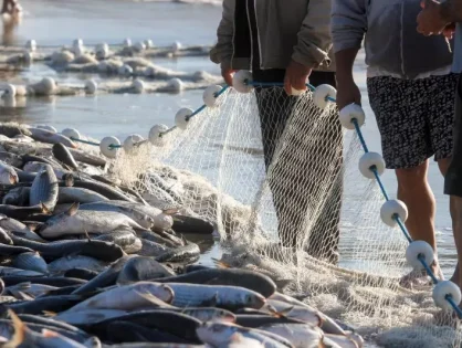 Pelo Estado 04/03: Governo Federal aumenta cota para Pesca da Tainha