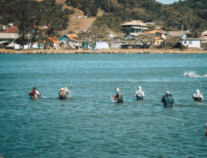 Leis estaduais protegem e perpetuam a aliança entre botos e pescadores em SC