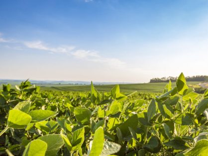 Área tratada com defensivos agrícolas aumenta 7,5% em 2025