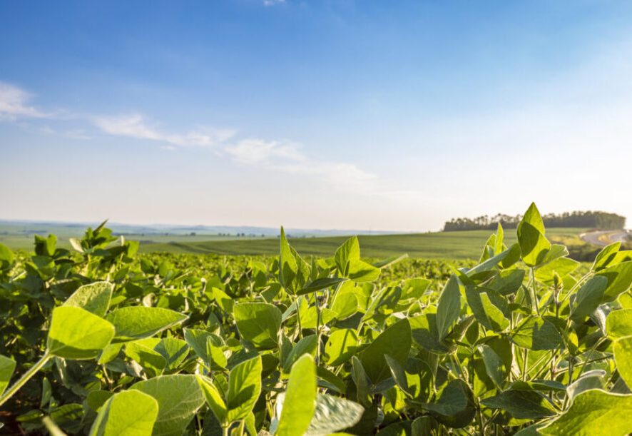Área tratada com defensivos agrícolas aumenta 7,5% em 2025