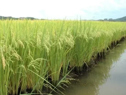 El Niño exige atenção de rizicultores e pode beneficiar bananais em Santa Catarina