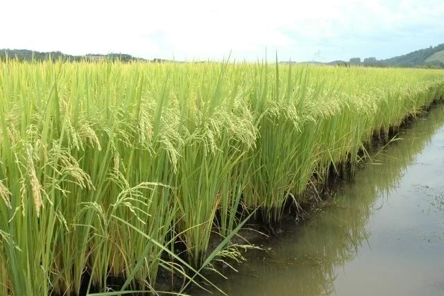 El Niño exige atenção de rizicultores e pode beneficiar bananais em Santa Catarina