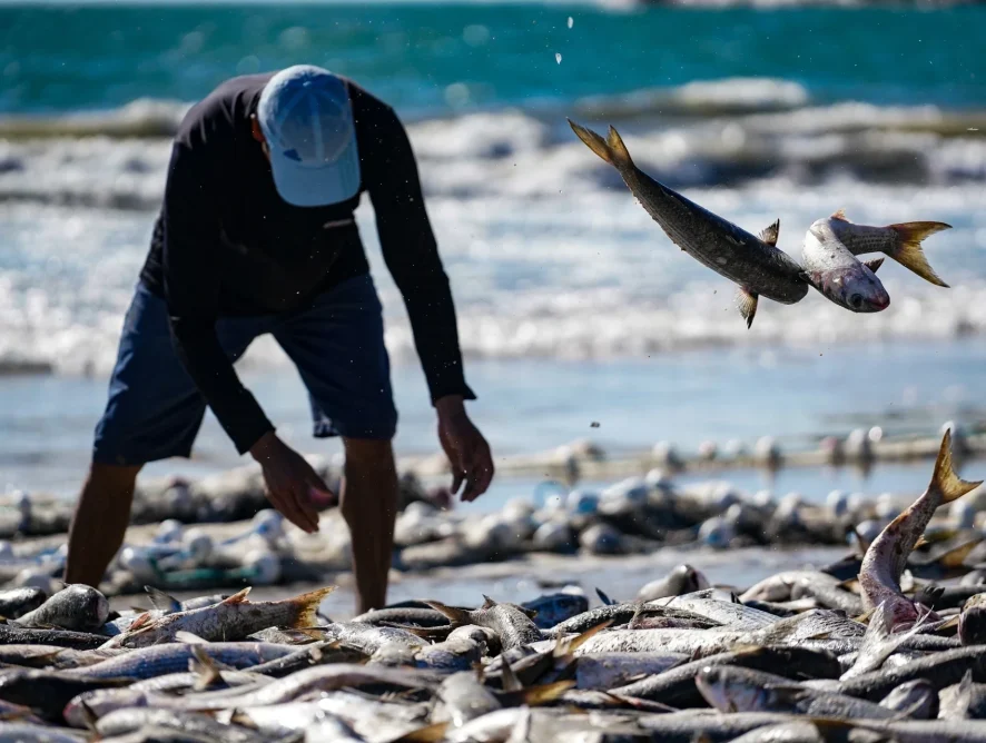 Após bloqueio da pesca da tainha, governo de SC anuncia medidas judiciais