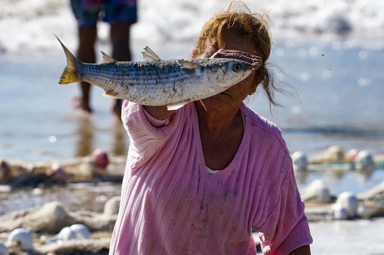 Santa Catarina deve ter acréscimo de 400 toneladas na cota da tainha