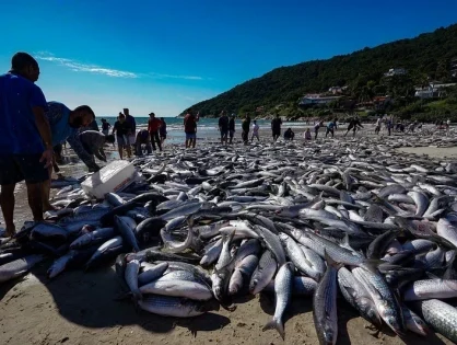 Após pressão do setor pesqueiro, governo amplia cota da tainha e reabre pesca em SC