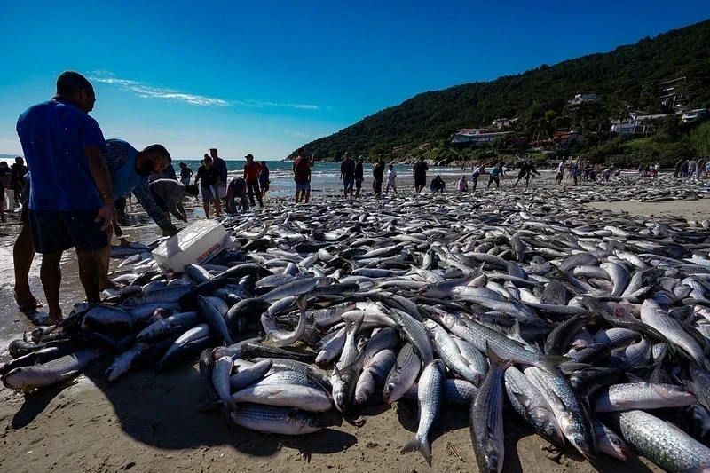 Após pressão do setor pesqueiro, governo amplia cota da tainha e reabre pesca em SC