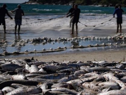 Pelo Estado 10/06: Pesca da tainha fala mais sobre política do que sobre economia