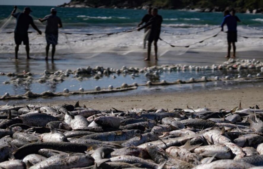 Pelo Estado 10/06: Pesca da tainha fala mais sobre política do que sobre economia