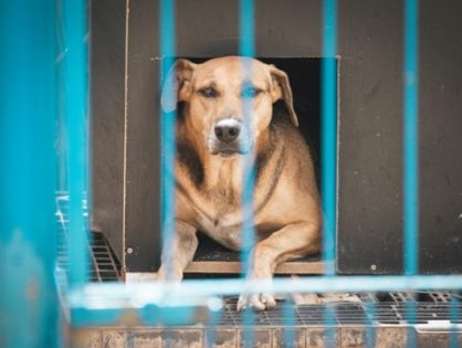 Projeto “Lei Orelha” é aprovado na Alesc com multas mais severas para maus-tratos contra animais