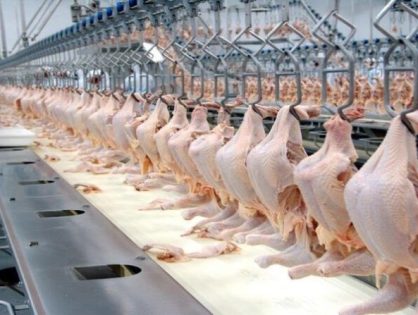 Exportações de frango de SC atingem maior valor da história