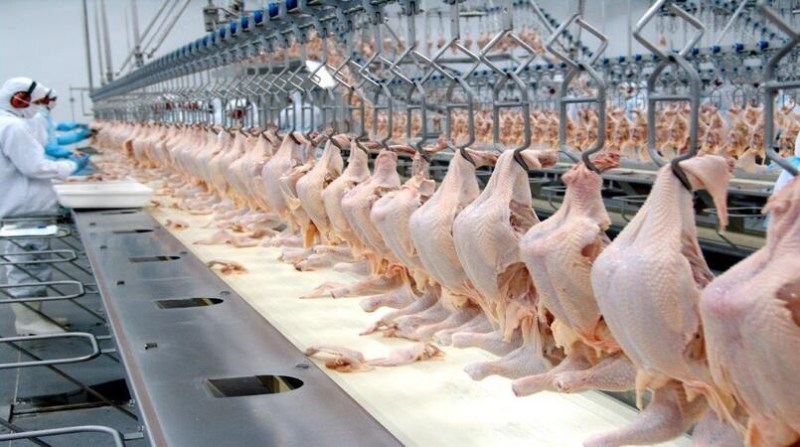 Exportações de frango de SC atingem maior valor da história