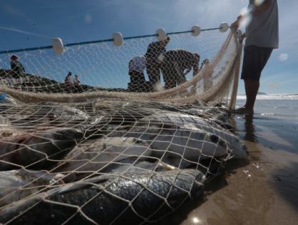 Pelo Estado 09/06: Cota da tainha causa preocupação, mais uma vez