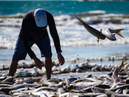 Pelo Estado 17/07: Governo de SC aciona Justiça Federal para derrubar cotas da pesca artesanal da tainha