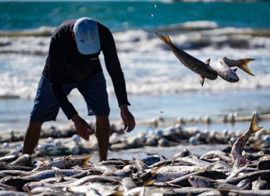 Pelo Estado 17/07: Governo de SC aciona Justiça Federal para derrubar cotas da pesca artesanal da tainha