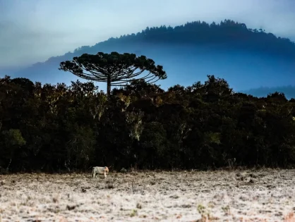 Defesa Civil alerta para queda acentuada das temperaturas em Santa Catarina