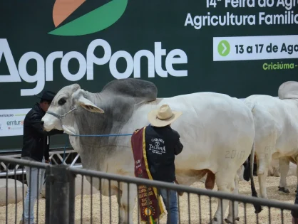 Genética de excelência coloca animais da Feira AgroPonte entre os destaques da pecuária nacional
