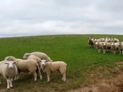 Espaço dedicado à produção serrana de cordeiros retorna à programação da Feira AgroPonte