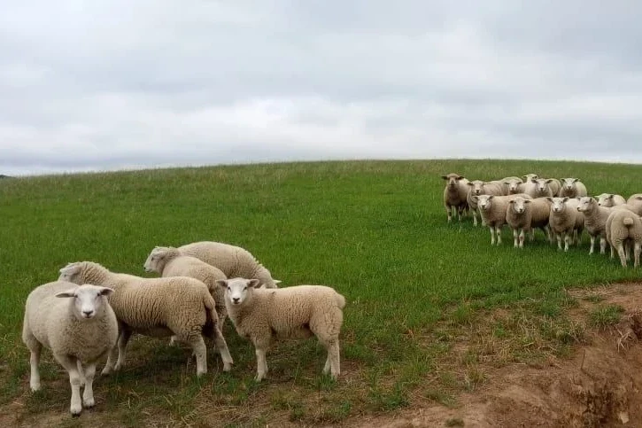 Espaço dedicado à produção serrana de cordeiros retorna à programação da Feira AgroPonte