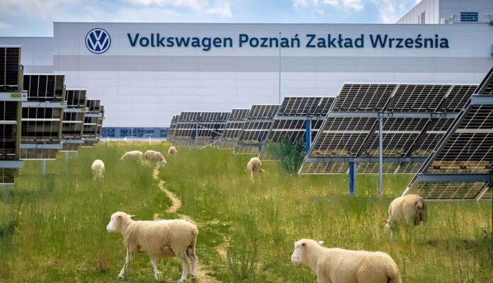 Em vez de robôs, Volkswagen ‘contrata’ 100 ovelhas para resolver problema em 31 mil painéis solares que humanos não conseguem