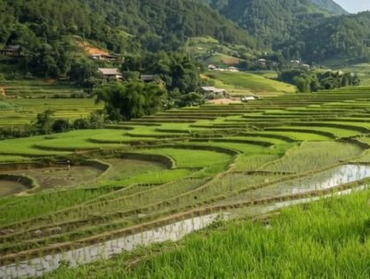 Licenciamento ambiental da rizicultura ameaça produção de arroz em Santa Catarina
