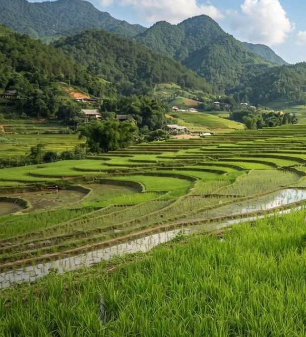 Licenciamento ambiental da rizicultura ameaça produção de arroz em Santa Catarina