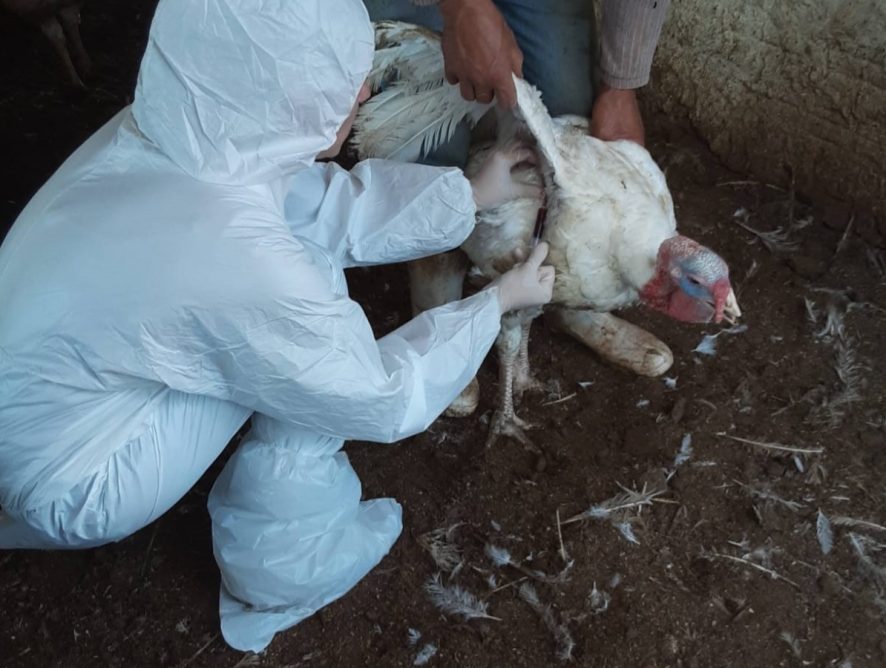 Pelo Estado: Caso de doença em aves de SC faz México suspender importações