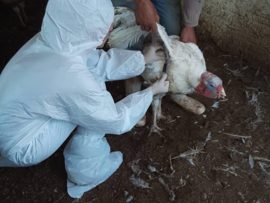 SC abate 6 mil perus e inicia desinfecção de granja após foco de Newcastle